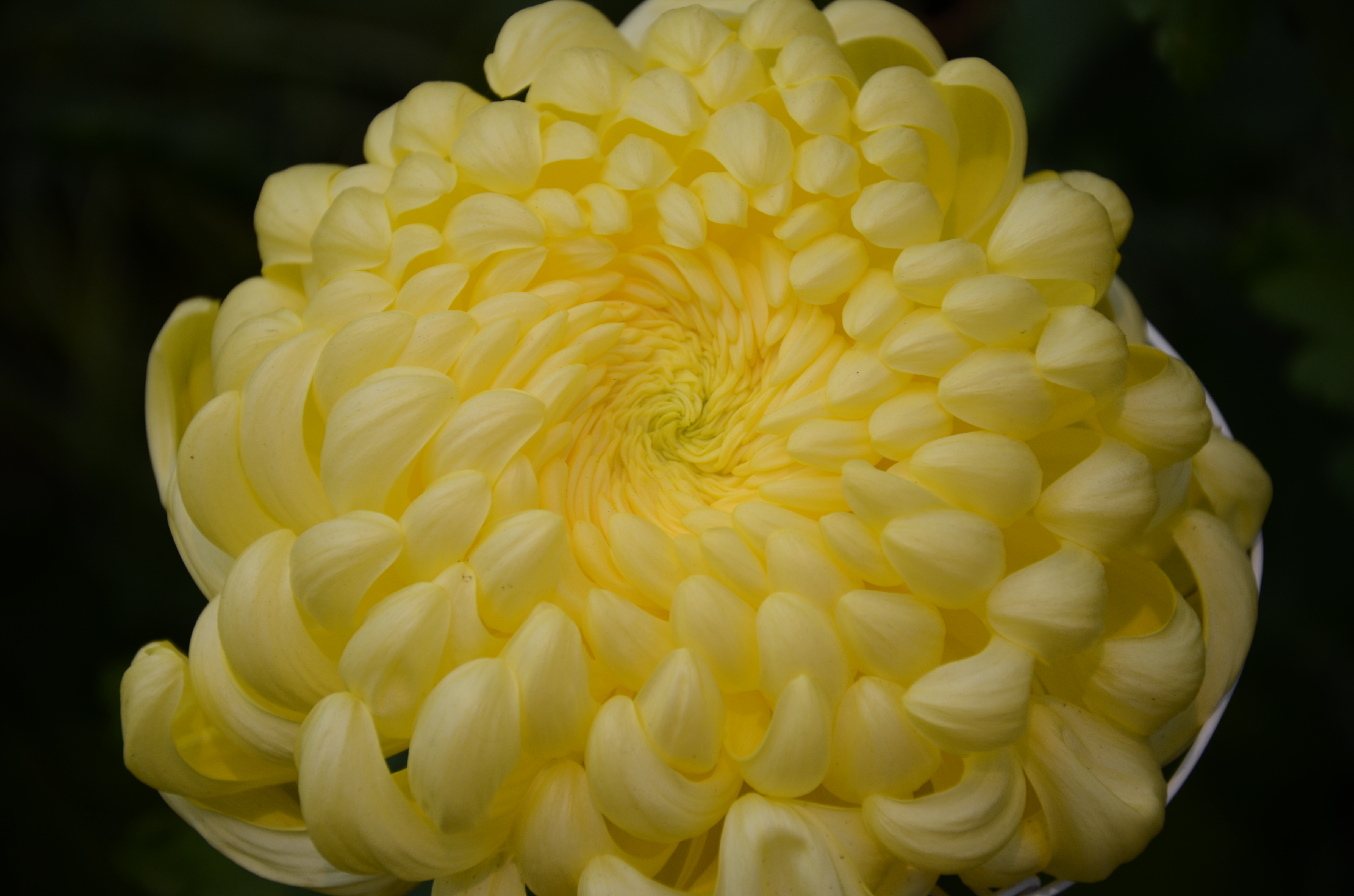 Fluffy chrysanthemum not its scientific name, NYC Botanical Garden